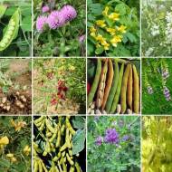 Інше насіння